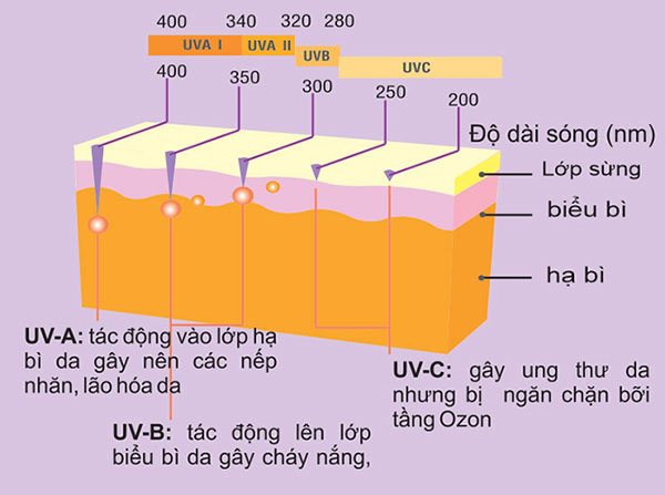 Tác động của tia UV đối với da