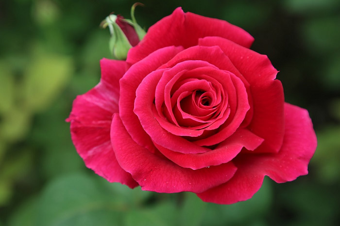 Hoa hồng có màu sắc tươi tắn