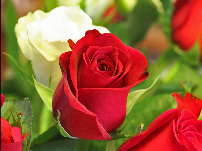 Hình Ảnh Hoa Hồng Đẹp: Nói đến hoa hồng là nói đến sự đẹp và quý phái. Để thấy rõ hơn vẻ đẹp của loài hoa này, hãy tìm kiếm những hình ảnh rực rỡ về hoa hồng trong mùa hoa nở.