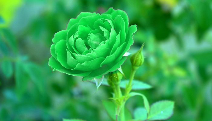 Hình nền hoa hồng xanh đẹp nhất  thptcandangeduvn