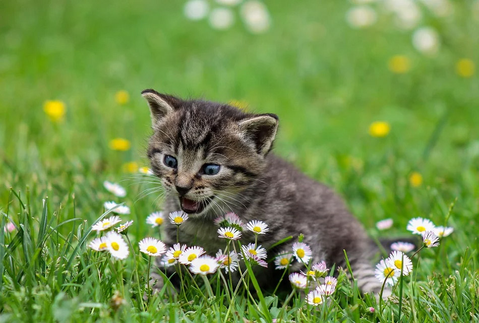 Mèo con và hoa