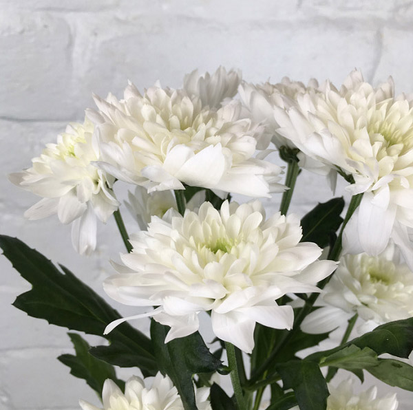 Ý nghĩa hoa cúc trắng là gì Đặc điểm và sự tích hoa cúc trắng KHBVPTR