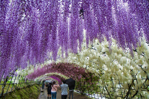 Đường hầm hoa thu hút du khách