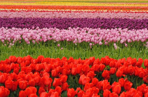 Hình ảnh cánh đồng hoa tulip đẹp 1