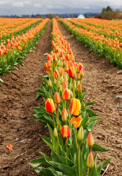 Hình ảnh cánh đồng hoa tulip đẹp 2