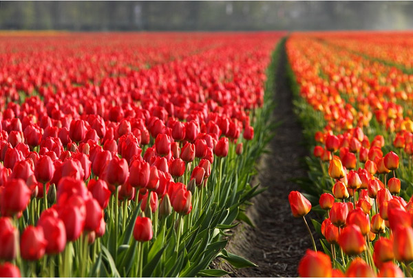 Hình ảnh hoa tulip đẹp 2