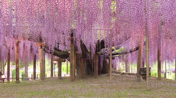 Cây hoa tử đằng siêu khổng lồ ở Nhật Bản