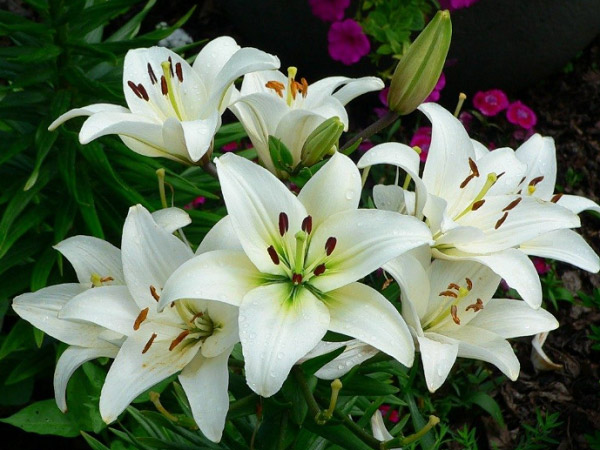 Hoa lily trắng
