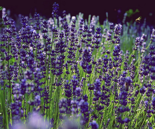 Lavender và bình minh