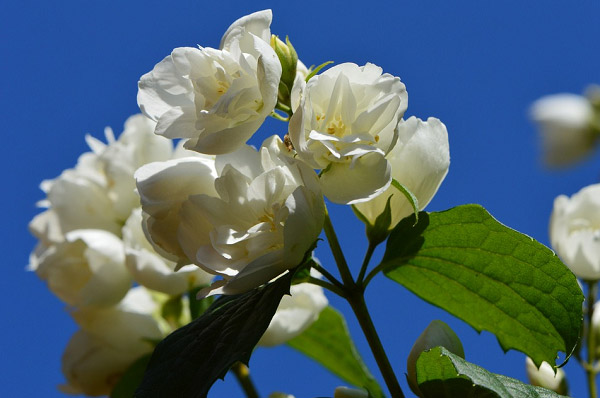 Hình ảnh hoa nhài đẹp nhất  Ảnh đẹp hoa nhài trắng