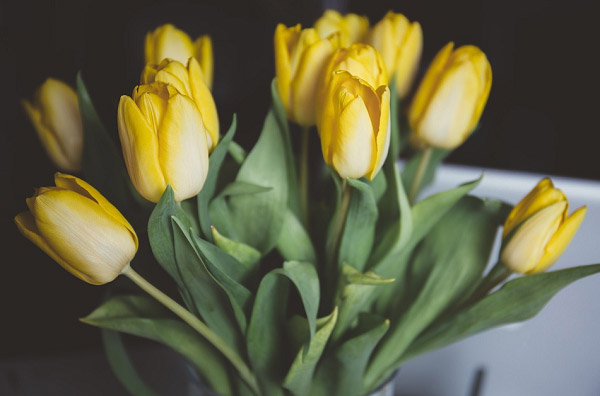 Hoa tulip vàng