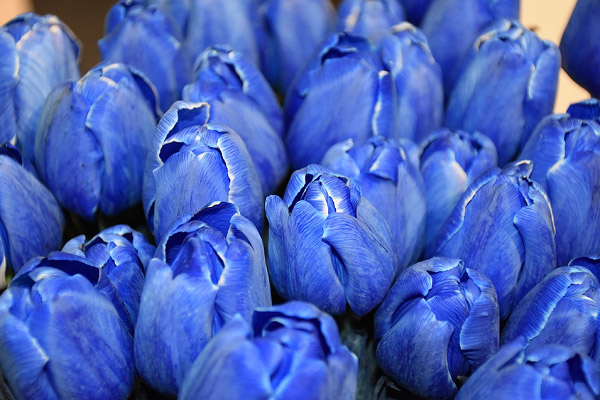 Hoa tulip xanh dương