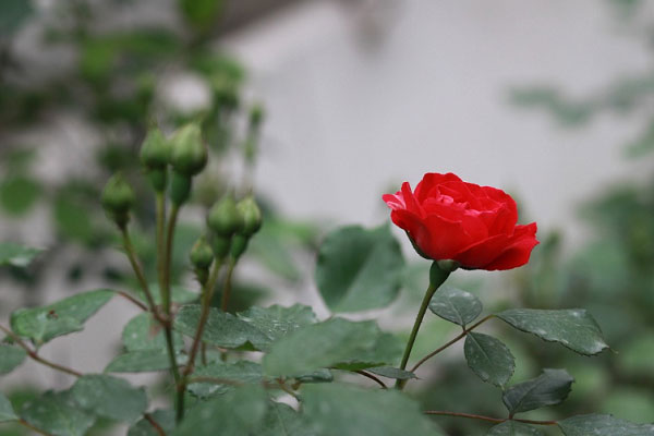Bông hồng mong manh