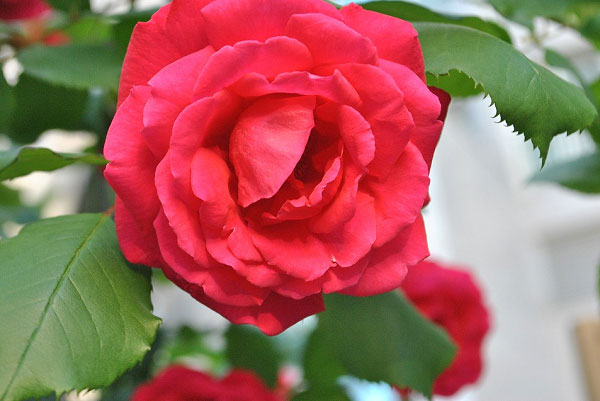 Hình hoa hồng đẹp