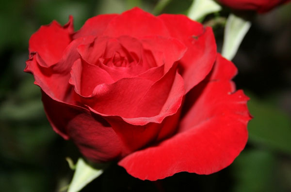 Hình ảnh hoa hồng đỏ đẹp