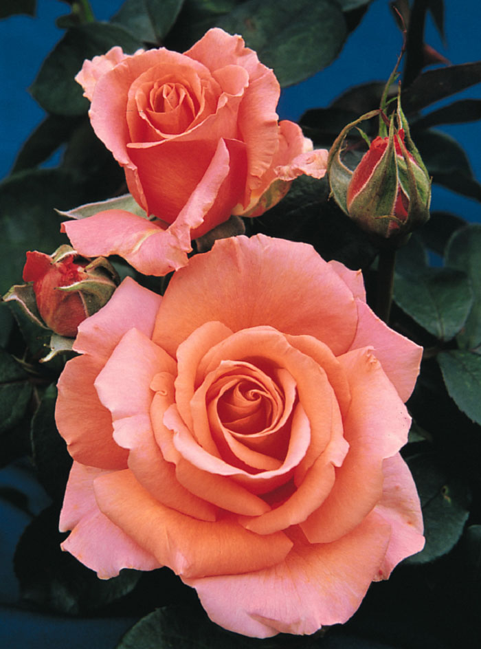 Hoa hồng màu cam ấm áp