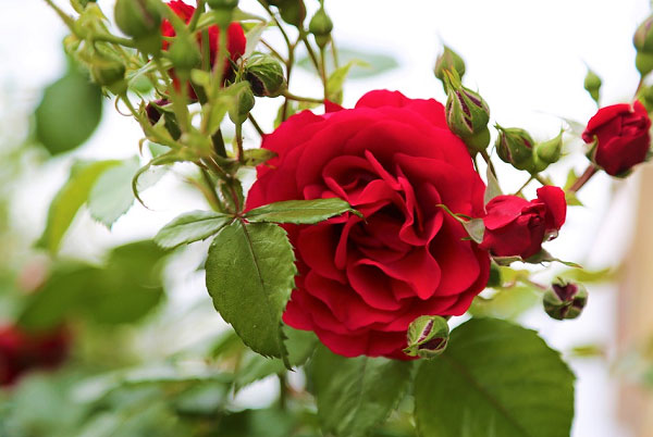 Hoa hồng đỏ và những nụ hoa