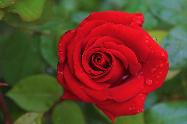 Biểu tượng của hoa hồng đỏ