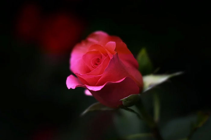 Hoa hồng đại diện cho sự lãng mạn