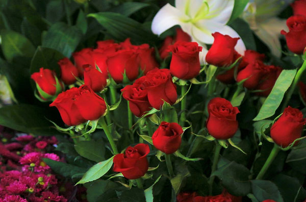 Hoa hồng đỏ được dùng để làm quà tặng