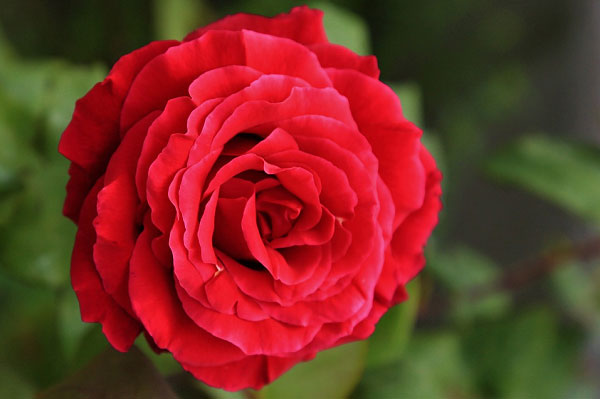 Hoa hồng, loài hoa có nhiều ý nghĩa
