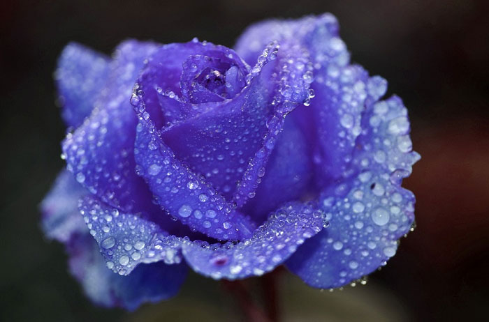 Hoa hồng màu xanh tím