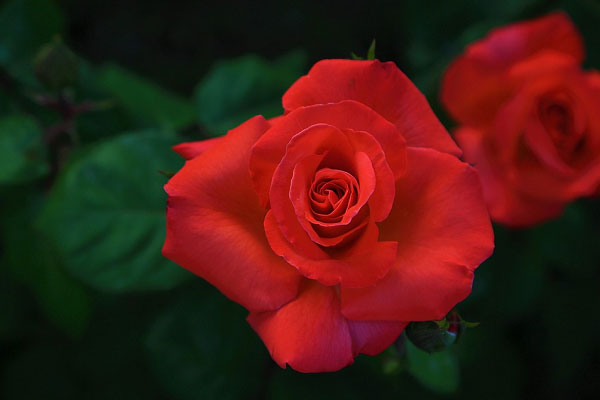 Sắc đỏ tươi của bông hồng