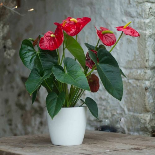 Chậu hồng môn đẹp