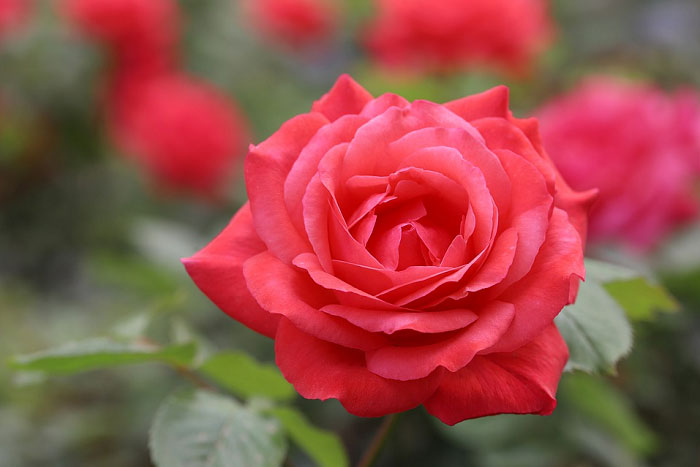 Bông hồng đỏ khoe sắc
