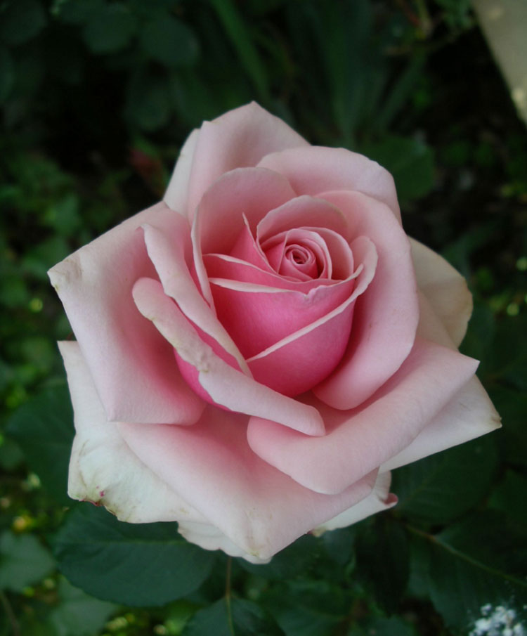 Hoa hồng – Chúa tể của các loài hoa và mang nhiều ý nghĩa trong tình yêu