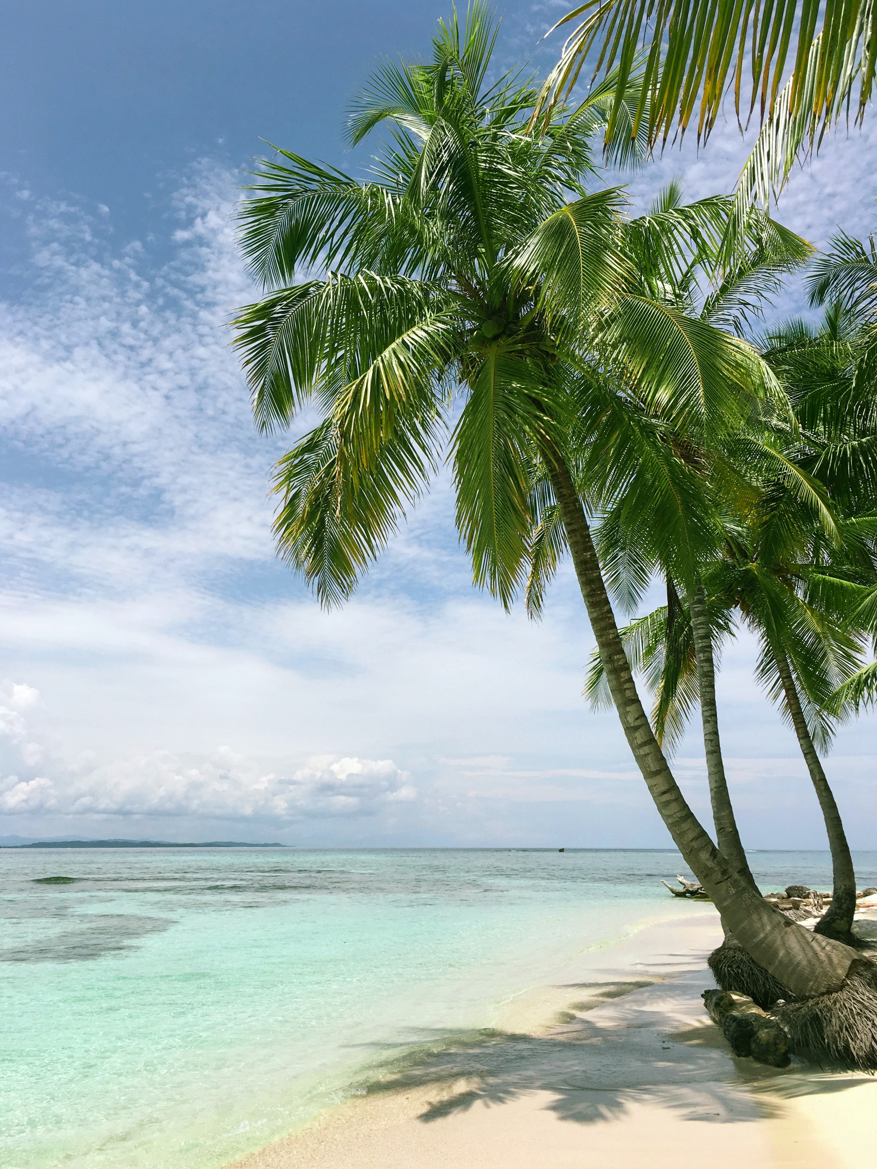 Hình Ảnh Cây Dừa Bên Bãi Biển - Kỷ Nguyên Làm Đẹp