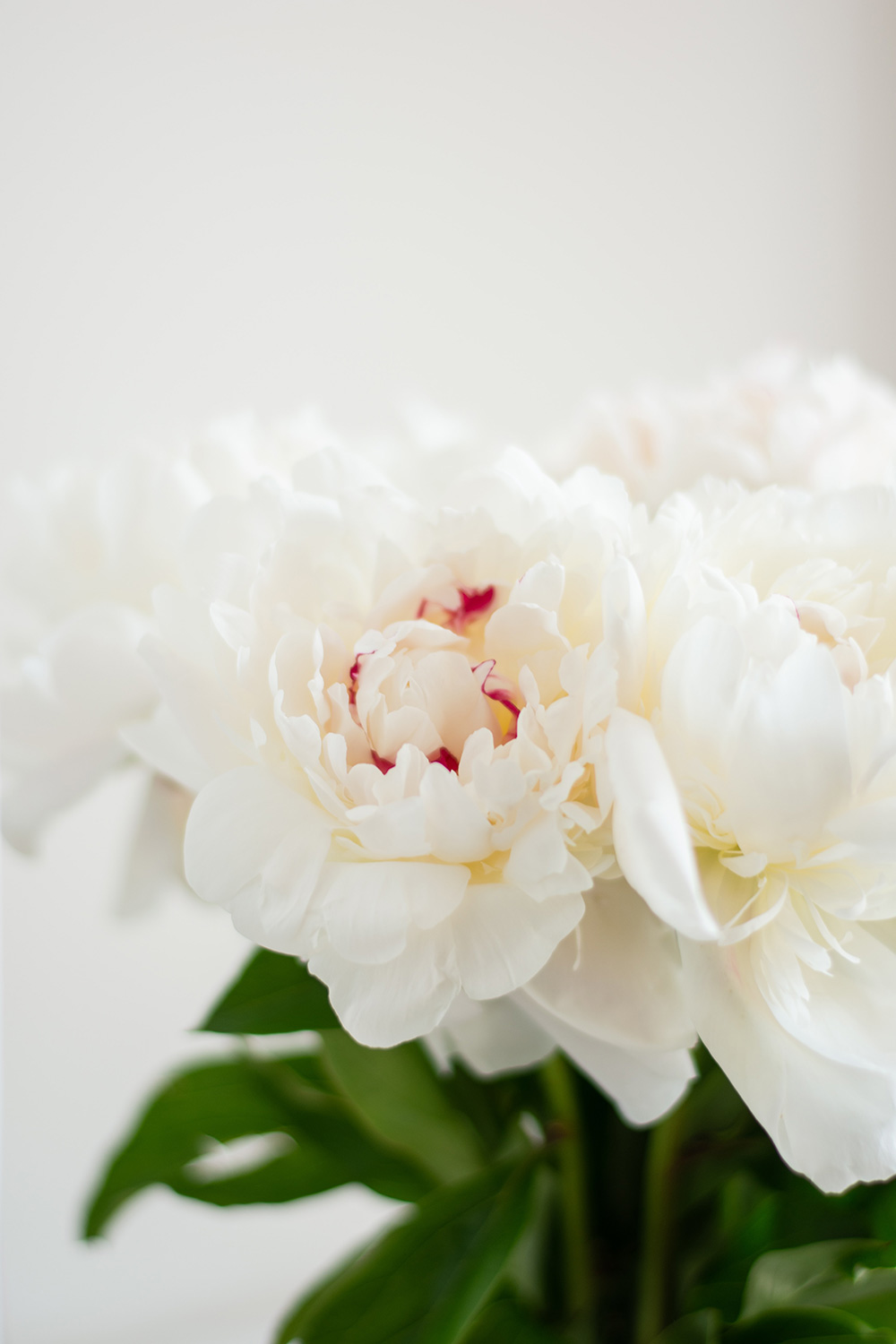 Chia sẻ hơn 101 hình nền hoa trắng siêu hot  POPPY