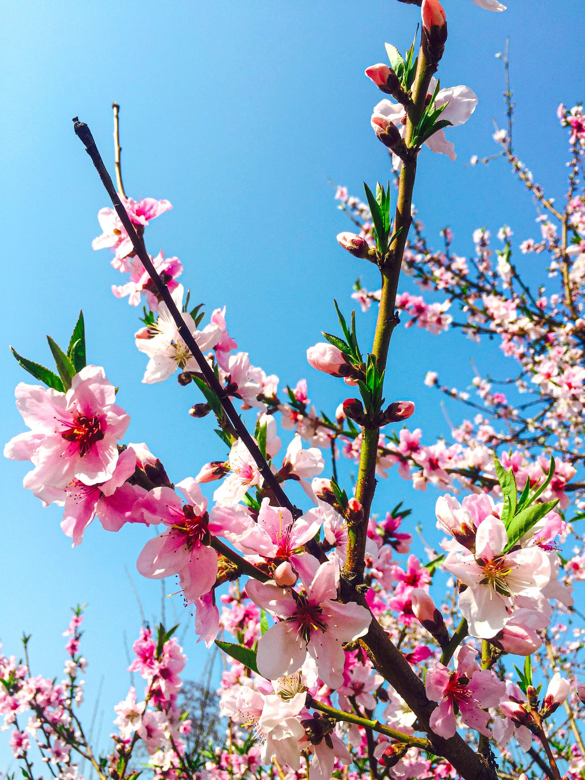 Mỗi mùa xuân về, hoa đào lại thắm tươi sắc hồng rực rỡ khắp các vườn, công viên, đường phố. Những nhánh hoa đầy sức sống và nụ cười tràn đầy hạnh phúc của con người. Hãy dành chút thời gian để ngắm nhìn những đóa hoa đào đẹp từng centimet, bạn sẽ tìm thấy niềm vui và sự bình yên trong đó.