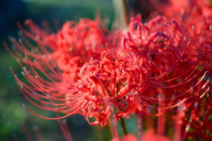 Hình ảnh hoa bỉ ngạn đỏ rực rỡ