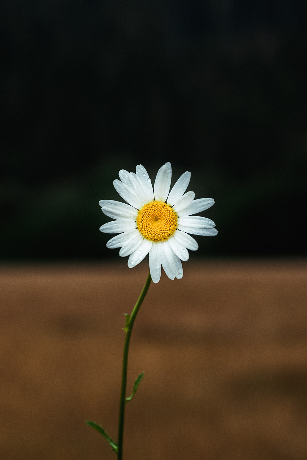 Ảnh hoa cúc họa mi cực đẹp - Kỷ Nguyên Làm Đẹp