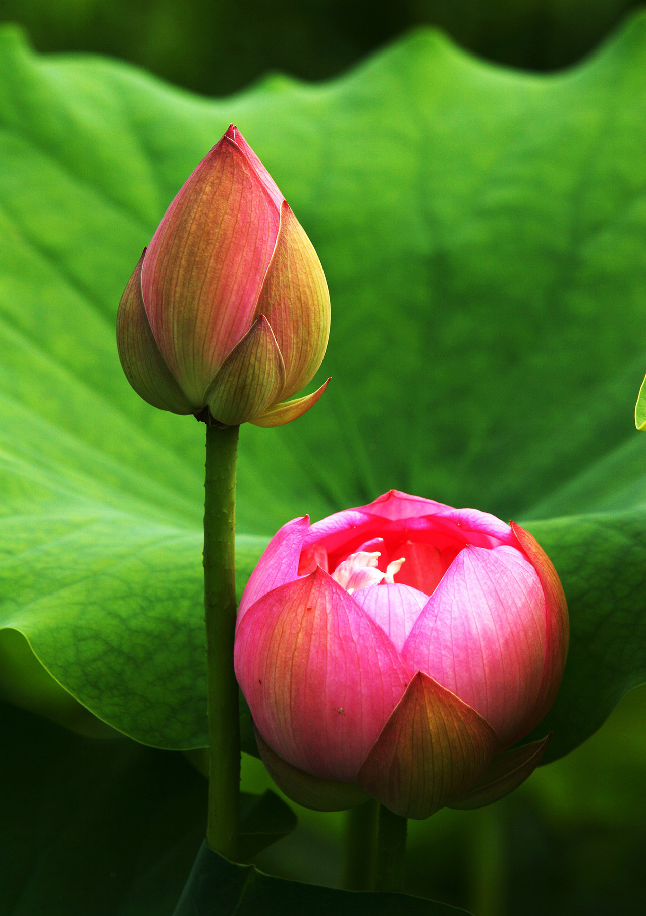 Hoa sen đỏ là biểu tượng của sự may mắn và thịnh vượng trong văn hóa Việt Nam. Họa tiết hoa sen thường xuất hiện trong các nghi lễ tôn giáo và các bức tranh phong cảnh Việt Nam. Những bông hoa sen đẹp rực rỡ màu đỏ là một điều đáng để ngắm nhìn và giúp ta cảm nhận rõ hơn về cái đẹp và ý nghĩa của loài hoa sen.