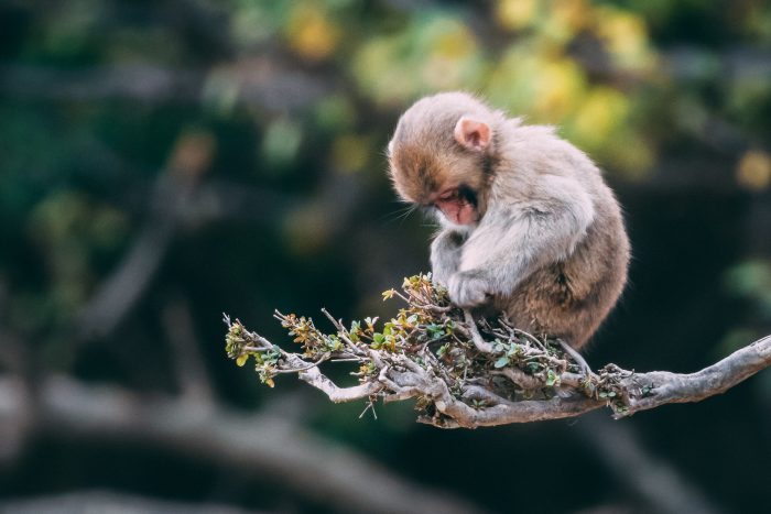 Những hình ảnh con khỉ đẹp dễ thương