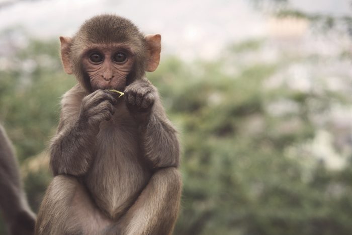 Tìm hiểu hơn 111 hình nền con khỉ mới nhất  thdonghoadianeduvn