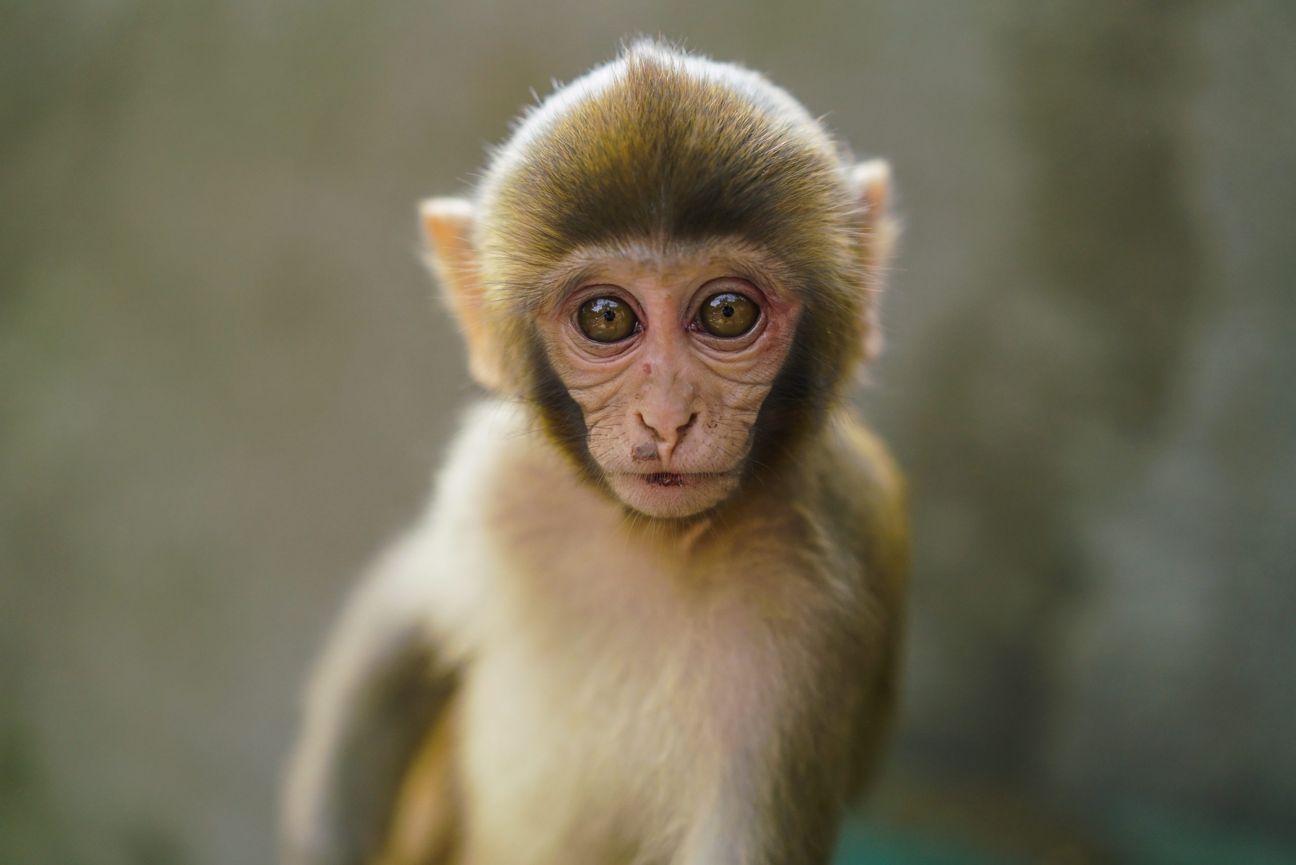 Khỉ con dễ thương là một trong những chủ đề được yêu thích nhất trong dòng ảnh động vật. Hãy cùng ngắm nhìn những khỉ con dễ thương trong những bức ảnh đẹp và sáng tạo.