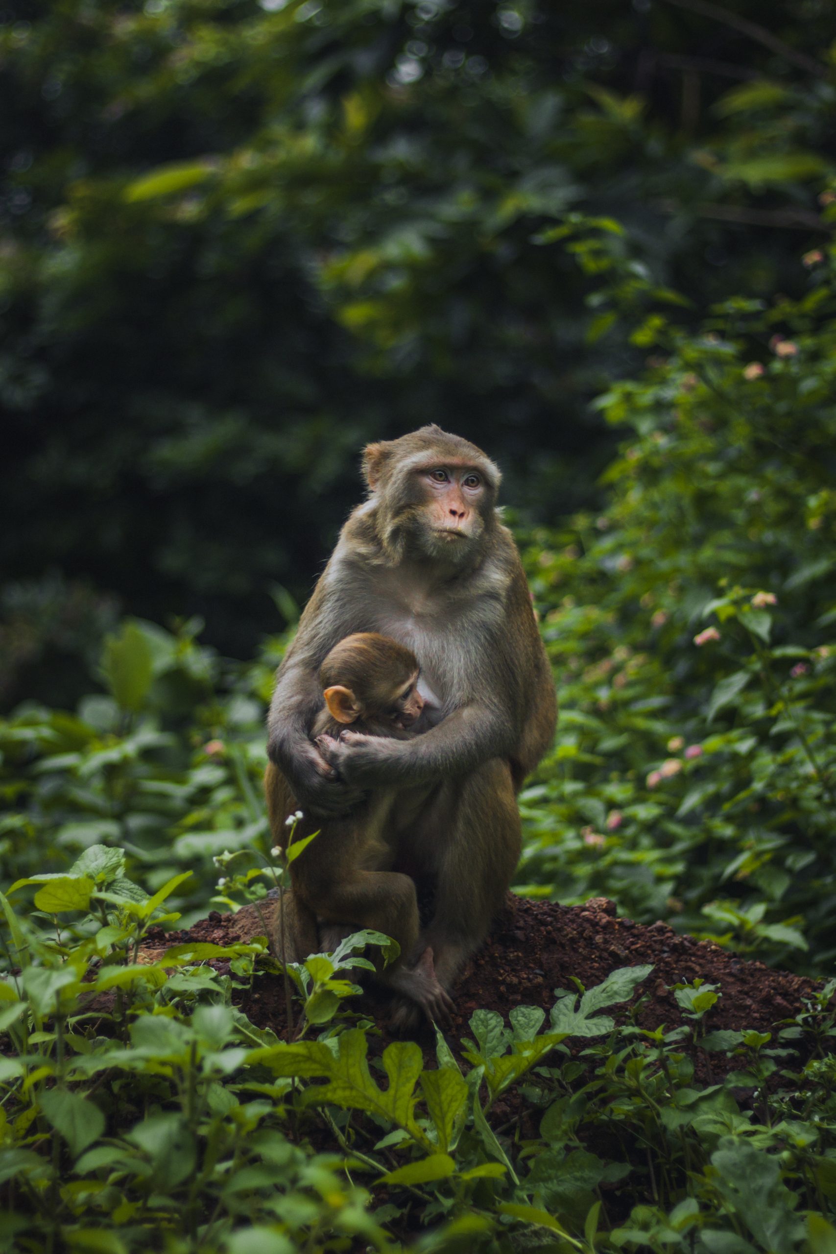 Hình ảnh con khỉ đáng yêu: Nếu bạn đang cần một bức tranh đáng yêu để trang trí phòng nhỏ của mình, chúng tôi có một số hình ảnh về con khỉ đáng yêu, khiến bạn không thể rời mắt. Từ khỉ nhỏ xinh đến những chú khỉ đầu rỗng mắt to, bạn sẽ không thể chối từ vì sự dễ thương mê hoặc của chúng.
