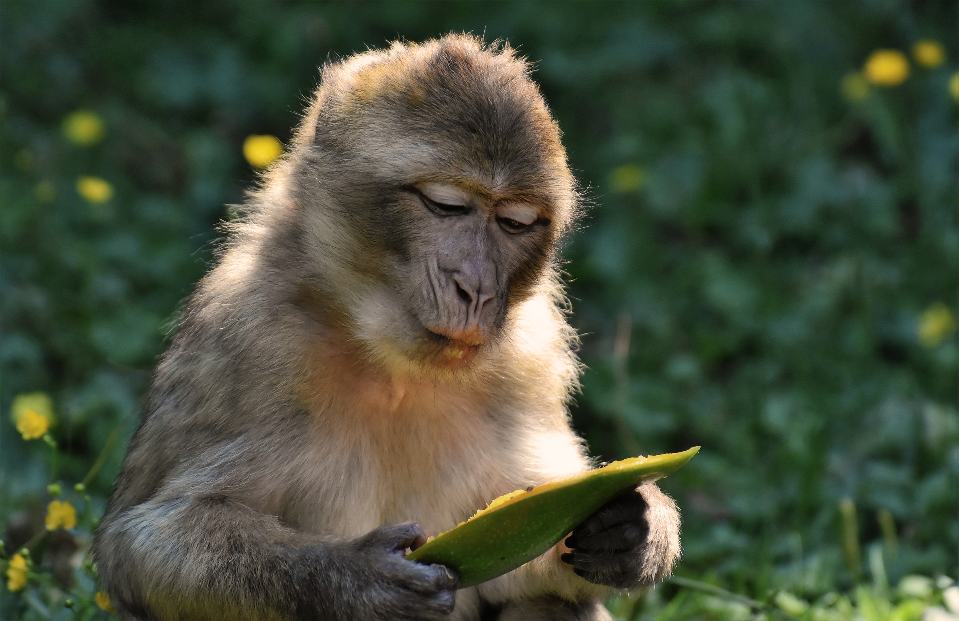 Những hình ảnh con khỉ đáng yêu sẽ khiến bạn trầm trồ bởi sự dễ thương cùng tính cách tinh nghịch của chúng. Hãy thưởng thức và cười nhiệt tình với những bức ảnh này.