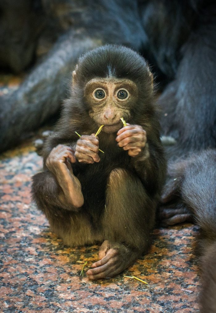 hình ảnh  thiên nhiên chi nhánh thú vật Động vật hoang dã hoang dã  Suy nghĩ rừng nhiệt đới Động vật có vú con khỉ Động vật Linh trưởng  Tinh tinh
