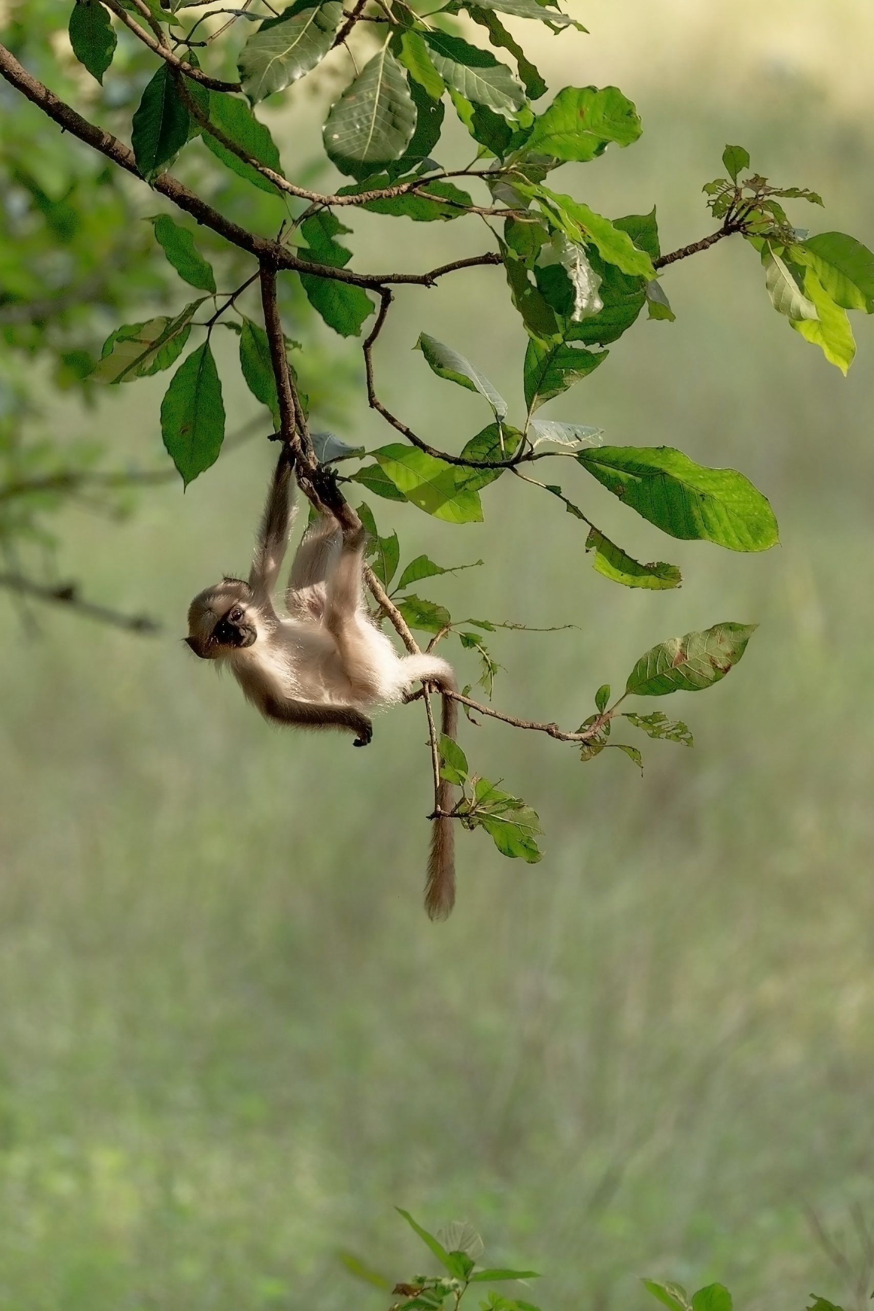 Chú khỉ đang leo trên những nhánh cây - Kỷ Nguyên Làm Đẹp