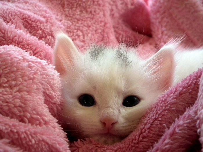 Top 50 hình nền mèo con dễ thương và đáng yêu nhất  TRƯỜNG THPT TRẦN HƯNG  ĐẠO
