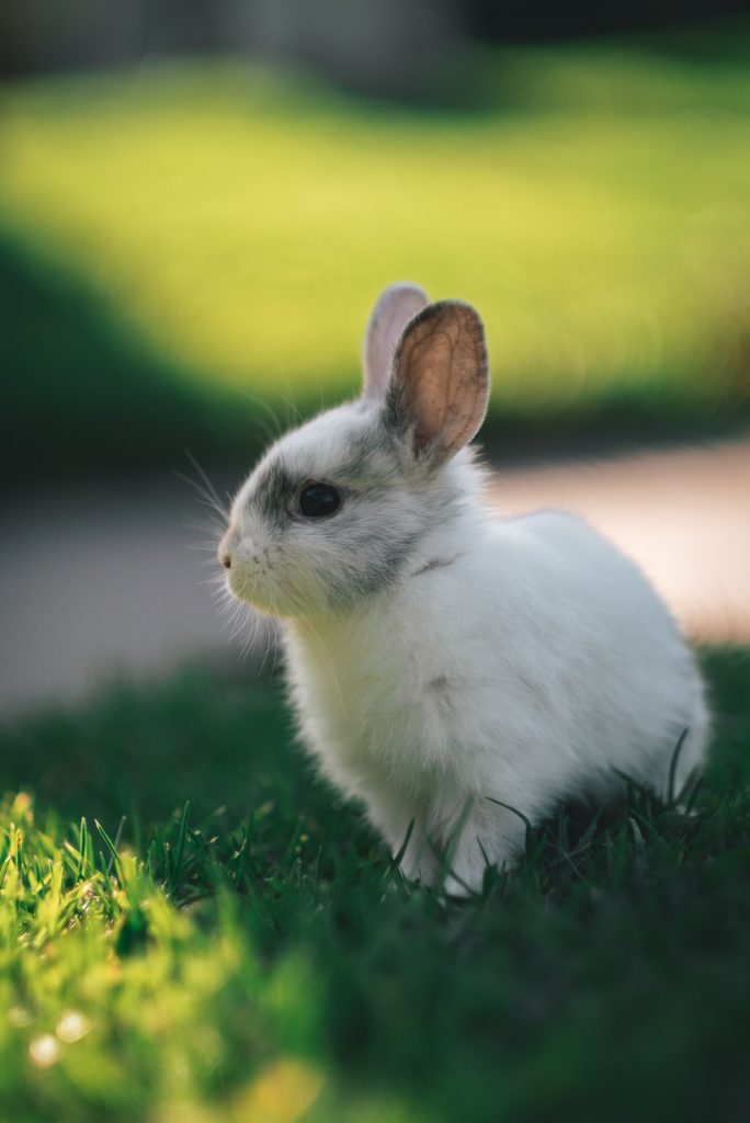 1001 Hình ảnh con thỏ cute đẹp lung linh miễn phí