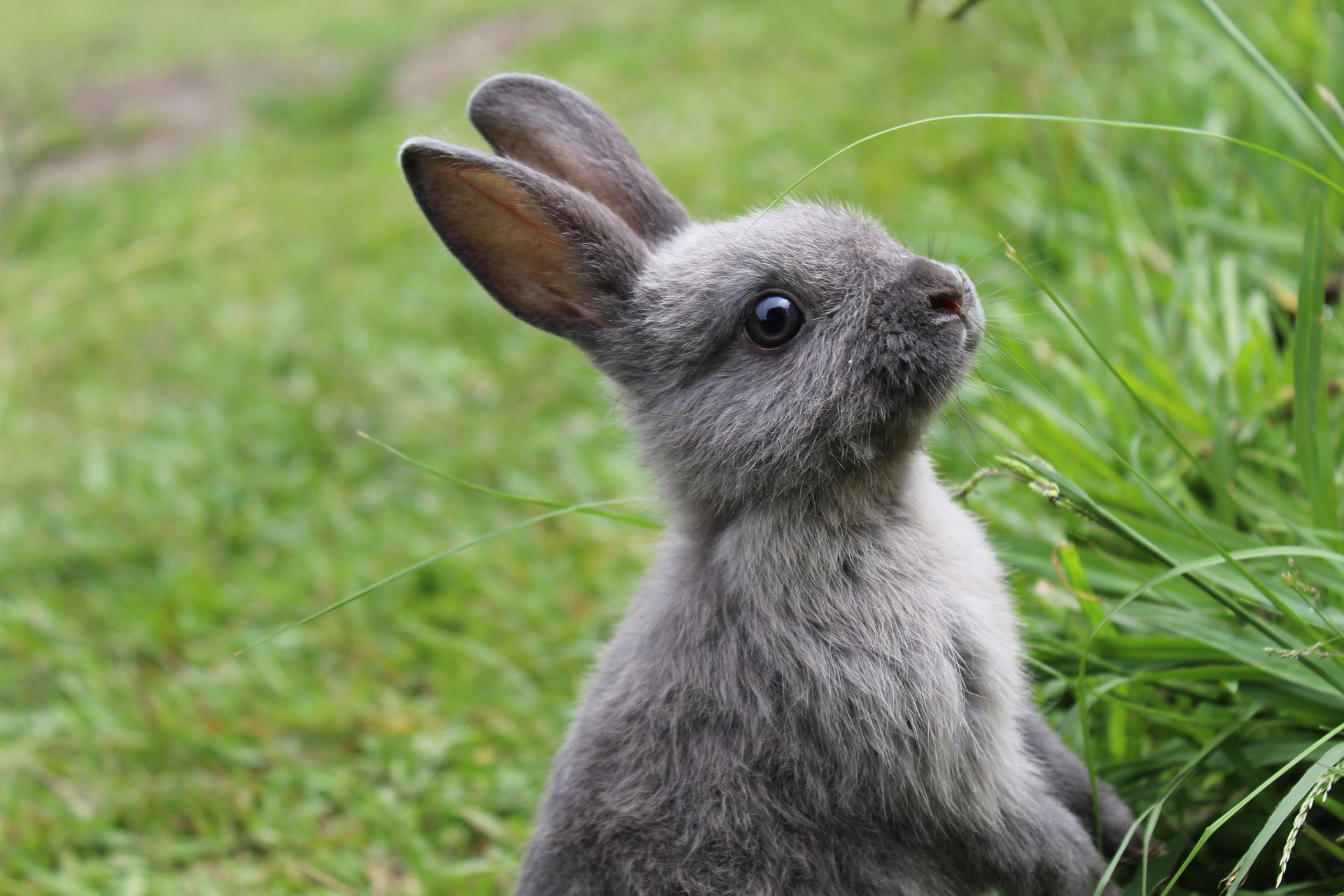 hình ảnh con Thỏ đẹp và dễ thương nhất  Ảnh đẹp con thỏ