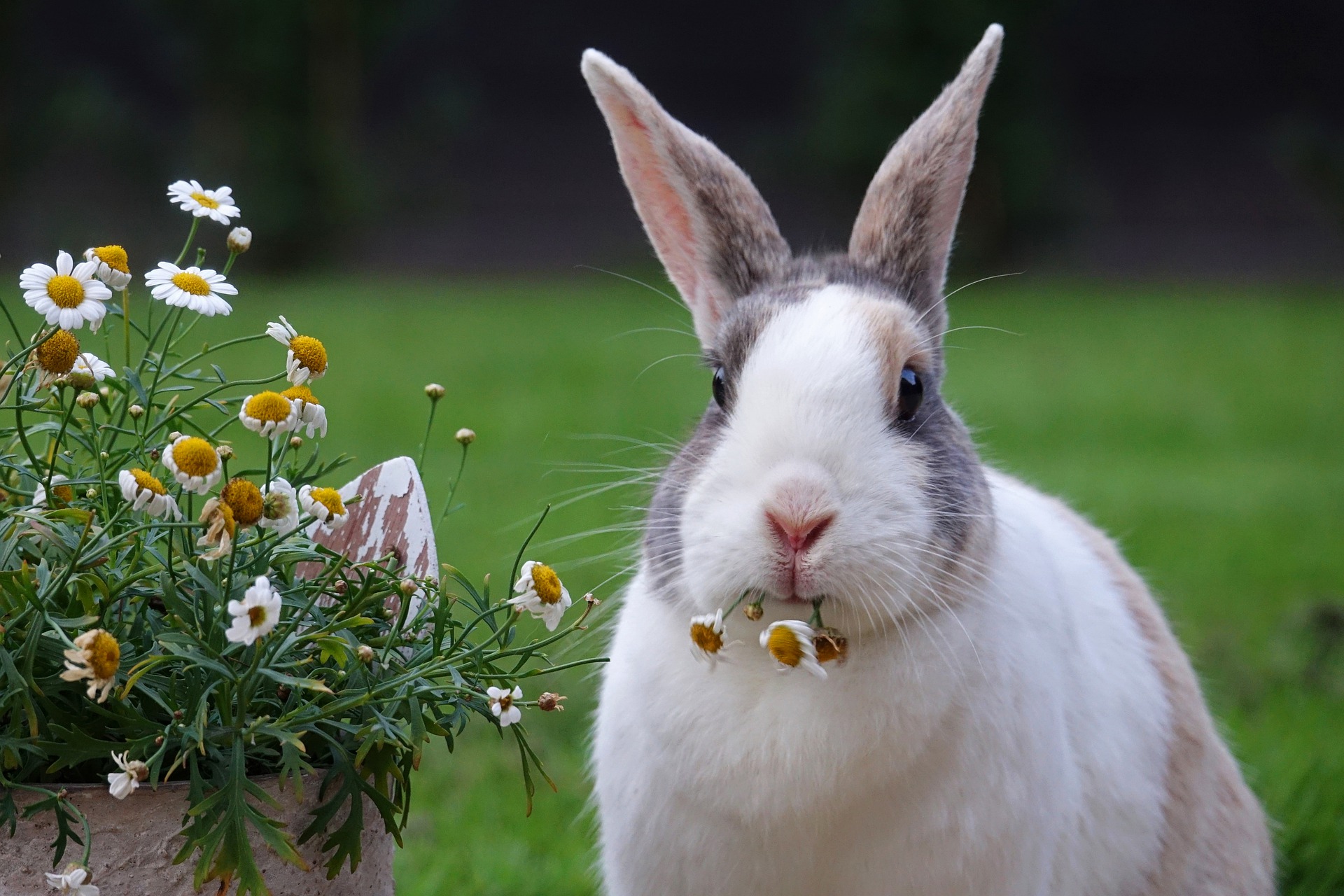 Hình Ảnh Con Thỏ Và Những Bông Hoa Cúc Họa Mi - Kỷ Nguyên Làm Đẹp