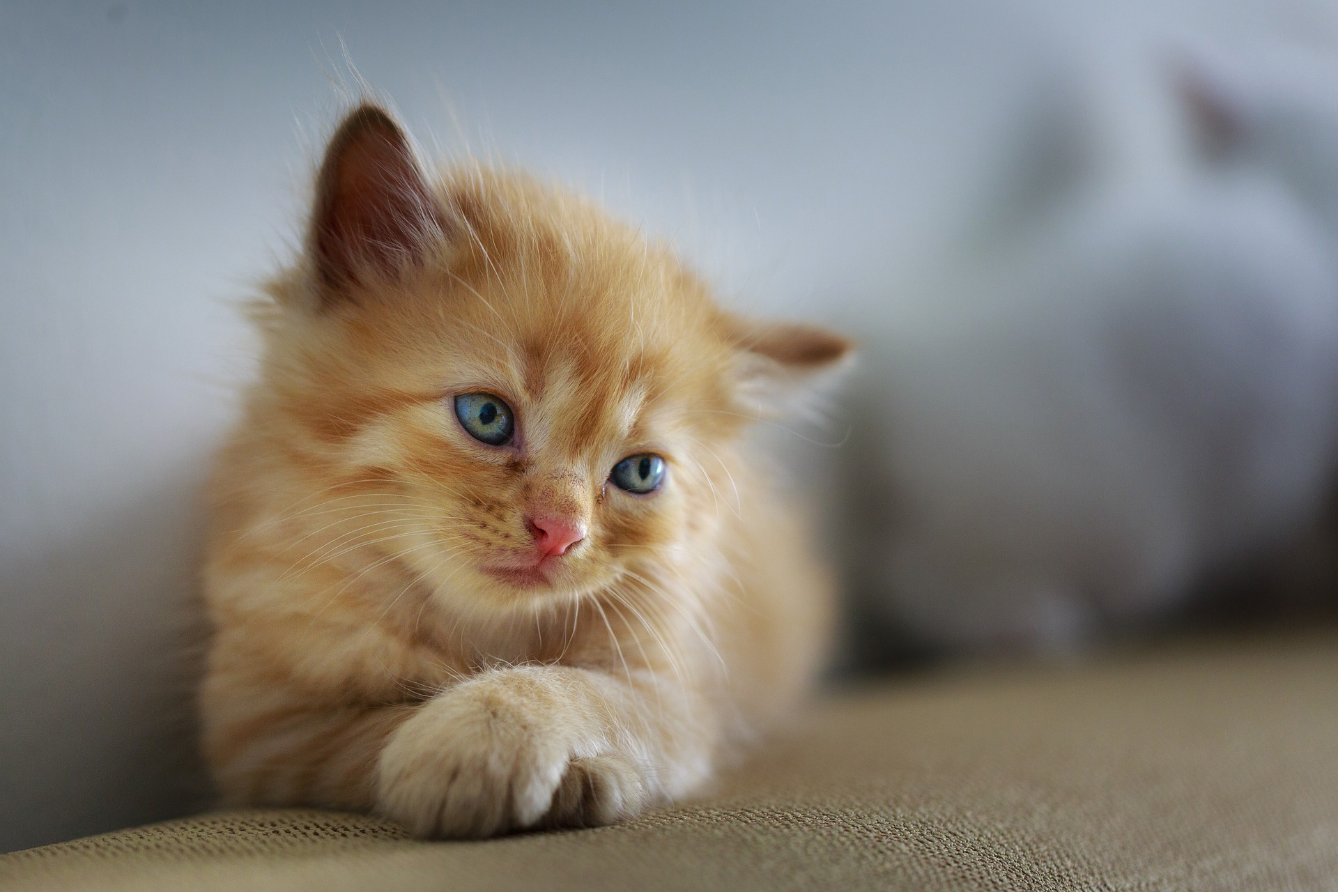 Tổng hợp những hình ảnh mèo buồn đáng yêu dễ thương cute nhất