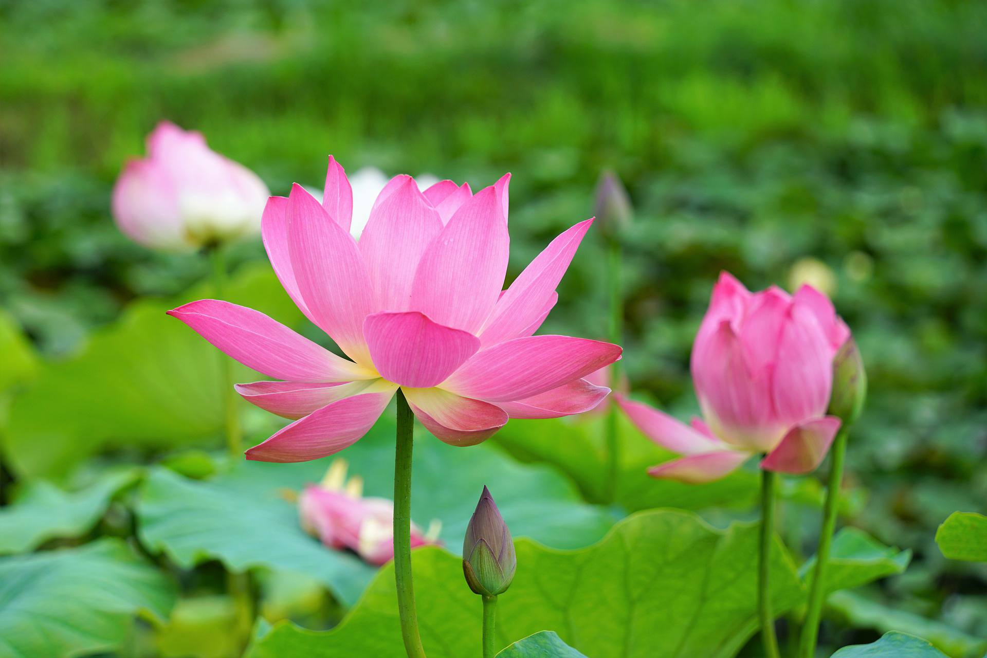 75 Hình ảnh hoa sen các tư thế chụp ảnh với hoa sen đẹp nhất