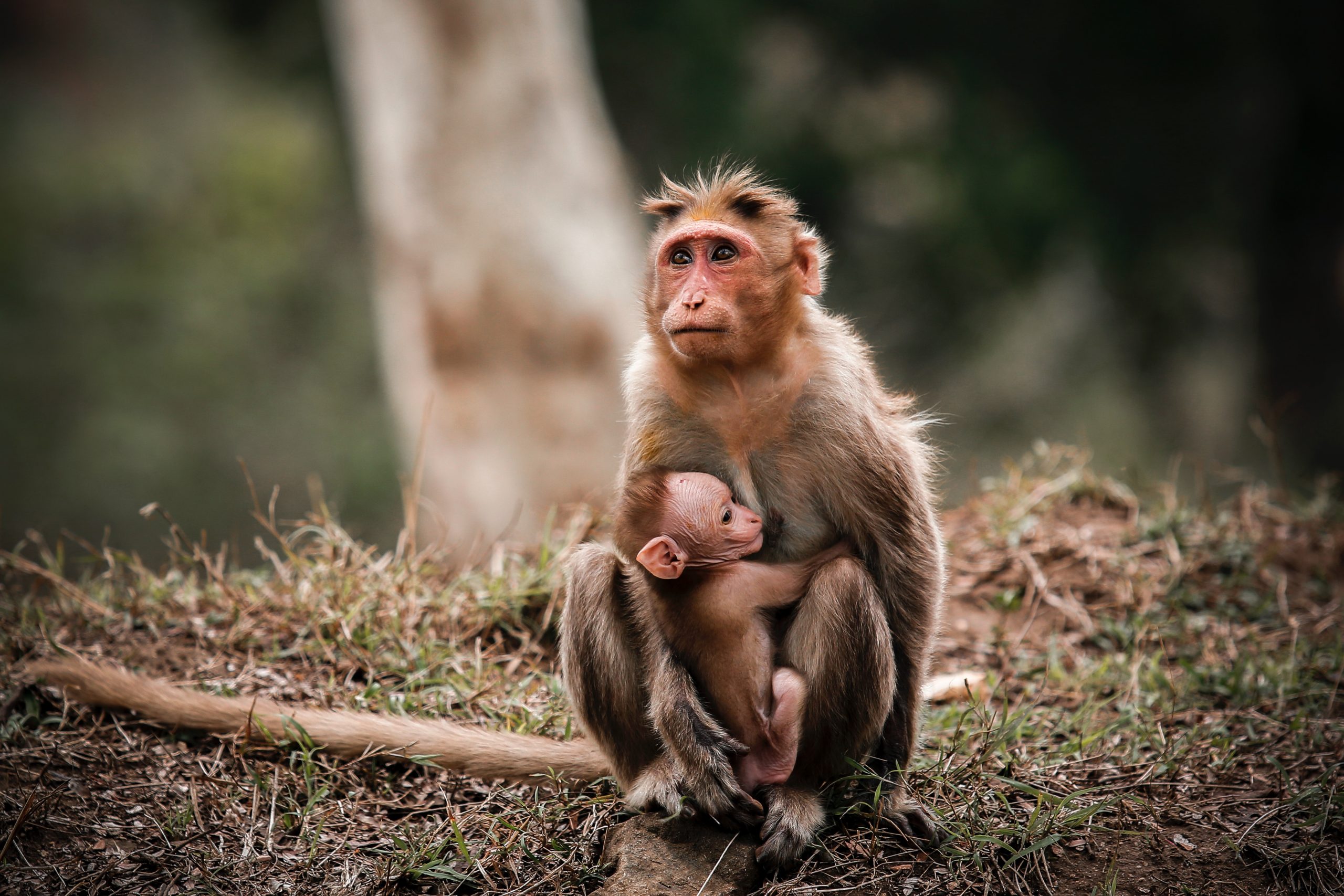 Hình ảnh khỉ mẹ và khỉ con thật đáng yêu và xúc động. Cùng xem những khoảnh khắc này để thấy được tình mẫu tử đong đầy cảm xúc giữa mẹ và con khỉ. Chắc chắn bạn sẽ cảm nhận được tình yêu và sự bao dung tuyệt vời của một người mẹ.